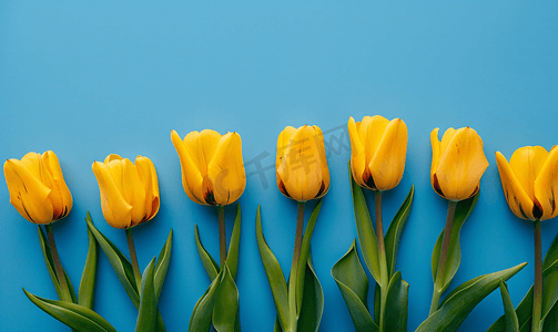 黄色春天背景摄影照片_蓝色背景上美丽的黄色郁金香