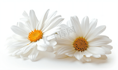 雏菊夏季白花孤立在白色背景
