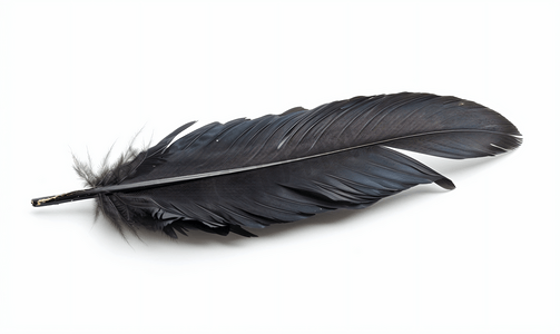 白色背景下孤立的黑色鸟羽毛有缺陷
