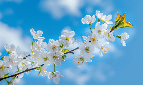 蓝天白云云彩摄影照片_蓝天白云衬托下的樱花枝