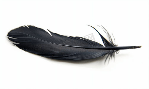 白色背景下孤立的黑色鸟羽毛有缺陷
