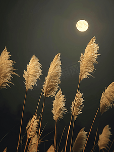 夜晚的月光照亮了干枯的芦苇