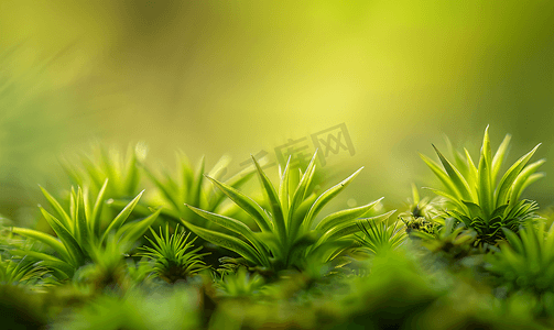 微距摄影独特植物