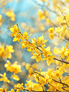 树木枝摄影照片_春季公园背景上一棵开花的树的连翘枝