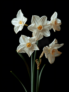 水仙百合摄影照片_黑色背景上孤立的春天花朵水仙
