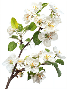 杏花瓣摄影照片_苹果花枝在白色背景下被隔离春天的花朵