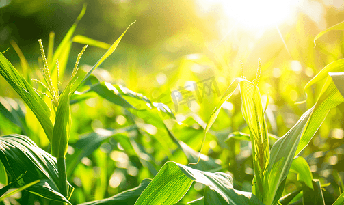 绿色谷物背景摄影照片_玉米植物田野背景