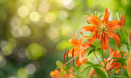 花园百合中的野生橙色虎百合作为壁纸或背景