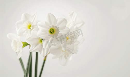 春天的花朵水仙孤立在白色背景