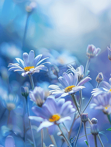 色彩鲜艳摄影照片_夏日风景色彩鲜艳的蓝色雏菊花