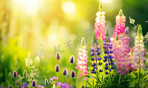 春天花草地摄影照片_夏季风景与美丽明亮的羽扇豆花