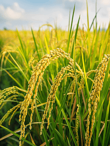 蓝色云朵渐变摄影照片_收割前的水稻种植黄色稻田
