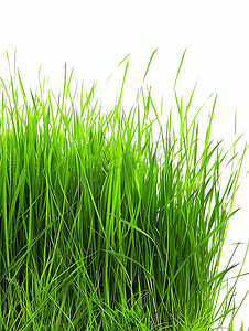 绿草摄影照片_白色背景下的绿草