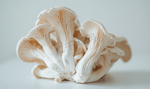 山毛榉摄影照片_白山毛榉蘑菇或白灵芝蘑菇