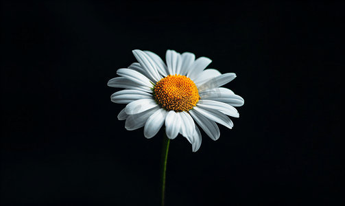 雏菊夏季白色花孤立在黑色背景