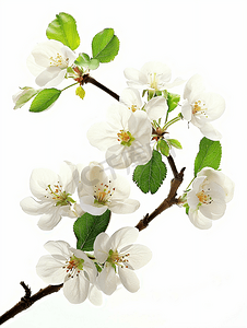 樱花花瓣ai摄影照片_苹果花枝在白色背景下被隔离春天的花朵