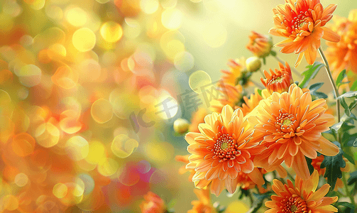 在秋天风景的背景的五颜六色的菊花