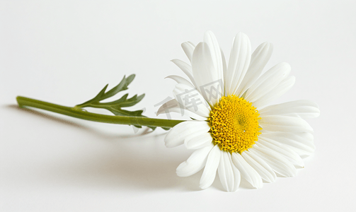国潮白花摄影照片_雏菊夏季白花孤立在白色背景