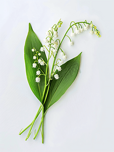 五月开花摄影照片_白色背景下孤立的铃兰花枝