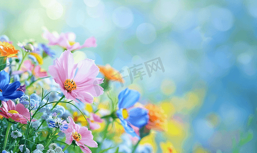 花瓣壁纸摄影照片_花卉背景盛开的春天的花朵