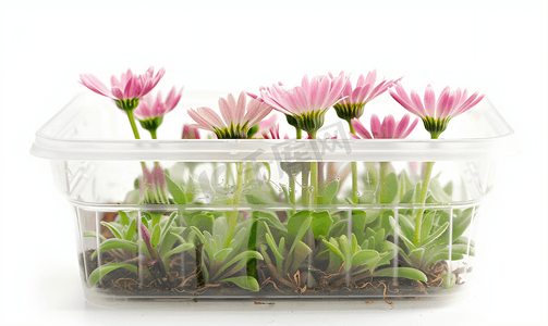 粉色植物花框摄影照片_白色背景下塑料容器中的粉色雏菊幼苗