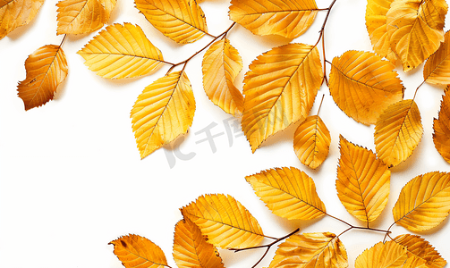 千库网金色弧形曲线元素摄影照片_金色秋天的树叶
