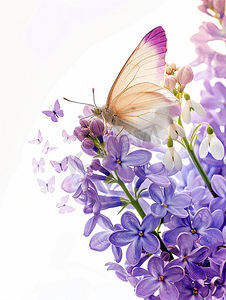 装饰蝴蝶摄影照片_春天的花朵丁香和雪花莲孤立在白色背景蝴蝶