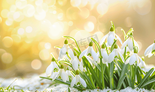 雪花莲花朵背景