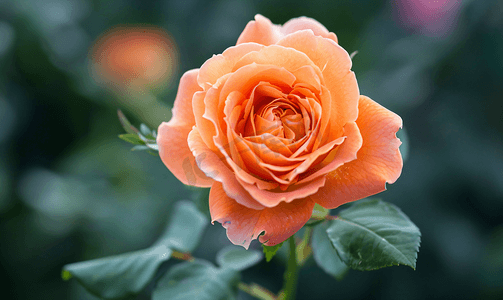 玫瑰花瓣雨摄影照片_橙色茶玫瑰绽放