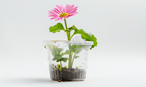 粉色植物花框摄影照片_白色背景下塑料容器中的粉色雏菊幼苗