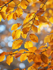 橙色风景摄影照片_秋叶金色的秋天