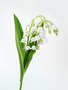 花瓣壁纸摄影照片_孤立在白色背景上的铃兰