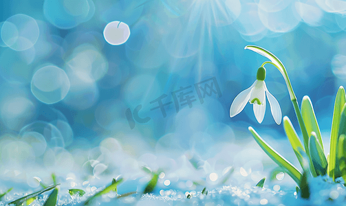 春天田野阳光摄影照片_春天第一朵娇嫩的雪花莲