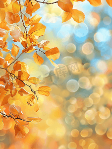秋叶金色的秋天