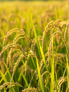 收割前的水稻种植黄色稻田