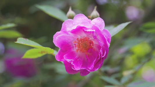 实拍夏日风景植物雨后蔷薇花雨滴特写模板