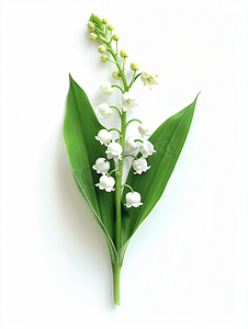 五月绿色摄影照片_白色背景下孤立的铃兰花枝