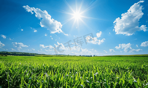 黄色秋季背景摄影照片_夏季风景玉米田