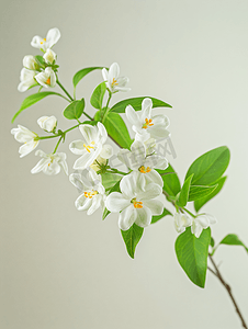 花朵春天绿色摄影照片_白茉莉花枝娇嫩的春天的花朵