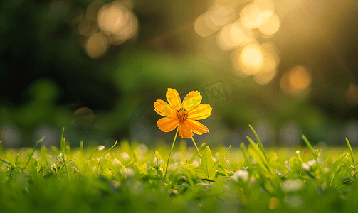 阳光照射在草地上花朵呈现出淡淡的橙色
