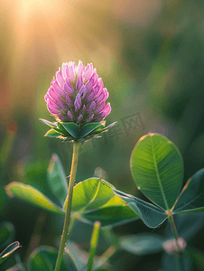 夏日阳光明媚的日子里盛开的紫色三叶草花微距摄影