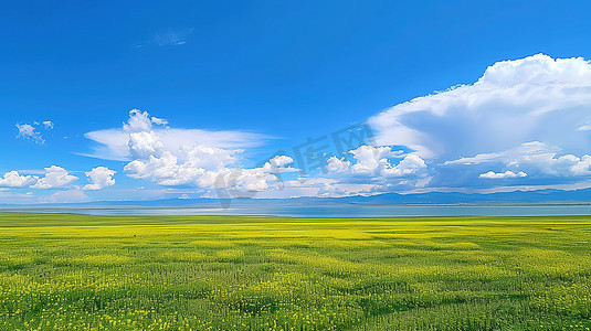 辽阔青海湖的油菜花海图片