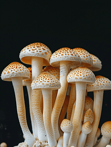 腌制菜摄影照片_腌制蘑菇在黑色背景上被隔离腌制蜂蜜真菌