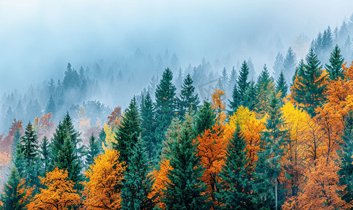秋天的杉树森林背景有薄雾的天气自然户外景观