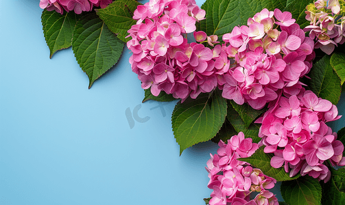 蓝色背景中美丽绽放的粉色绣球花带复制空间