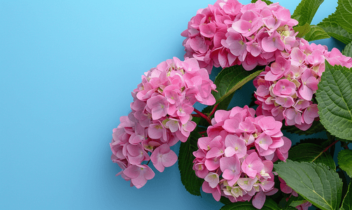 浪漫的蓝色背景摄影照片_蓝色背景中美丽绽放的粉色绣球花带复制空间