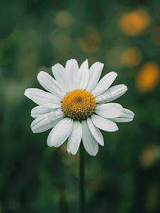 洋甘菊摄影照片_雏菊洋甘菊花白色花瓣与黄色花粉在模糊的绿色自然背景