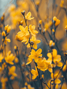 黄色活力背景摄影照片_黄色盛开的连翘灌木背景选择性焦点