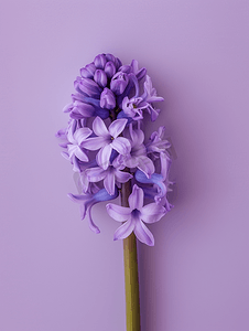 紫粉背景摄影照片_柔和的紫色渐变背景上的紫风信花平躺顶视图复制空间