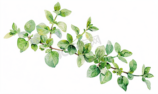 蔬菜手绘手绘摄影照片_马郁兰绿茎枝植物水彩插图路径包括